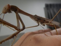 Archimantis monstrosa