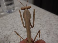 Archimantis monstrosa