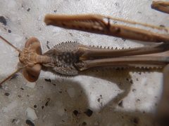 Archimantis monstrosa