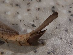 Archimantis monstrosa