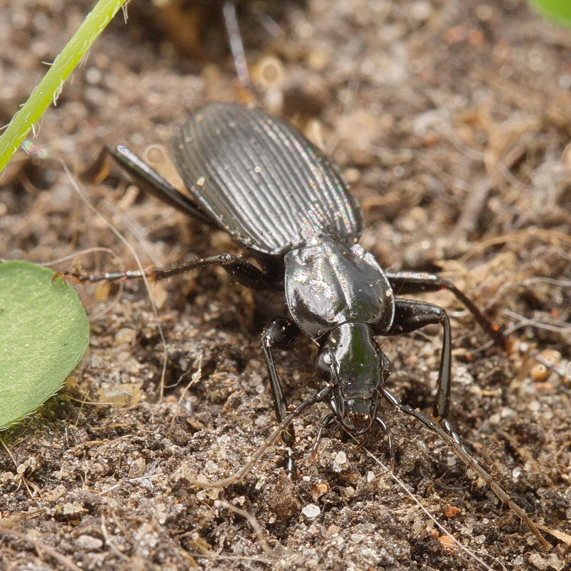 Thermoscelis