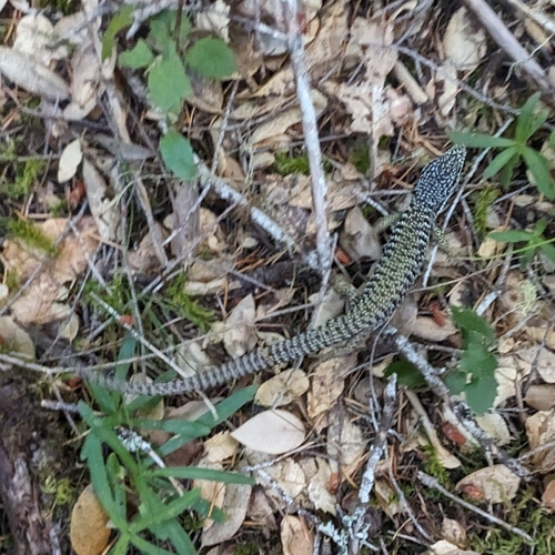 iNaturalist observation photo of Northern Alligator Lizard