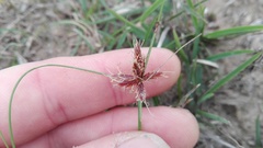 Cyperus semitrifidus