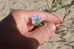 Linum pratense