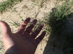 Schedonnardus paniculatus