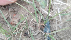Cyperus semitrifidus
