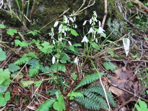 Fern Poppy (Pteridophyllum racemosum)