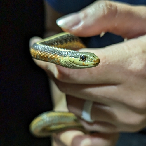 iNaturalist observation photo of Coast Garter Snake