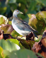 Porphyrio flavirostris