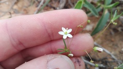 Pharnaceum dichotomum