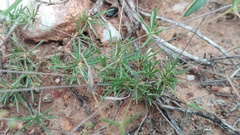 Pharnaceum dichotomum