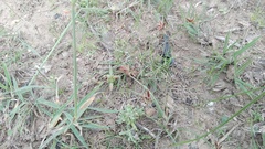 Cyperus semitrifidus