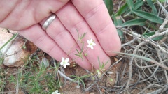 Pharnaceum dichotomum