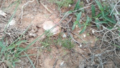 Pharnaceum dichotomum