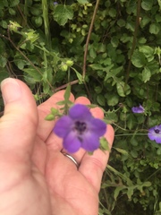 Pholistoma auritum auritum