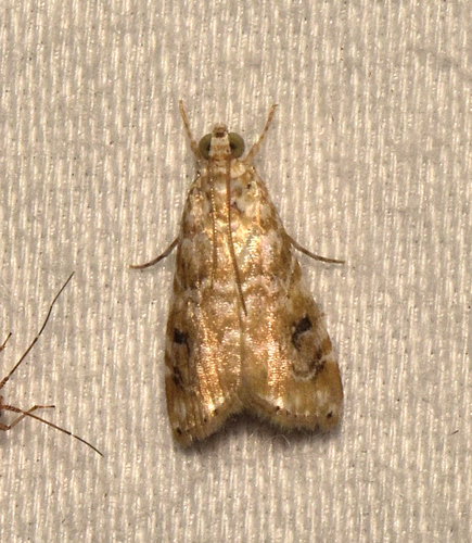 Kemp's Helulla photo 2