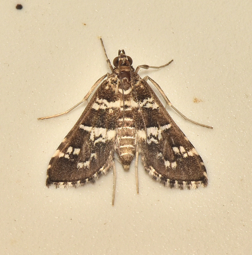 Samea druchachalis photo 5