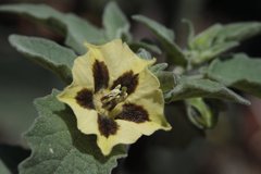 Physalis chenopodifolia