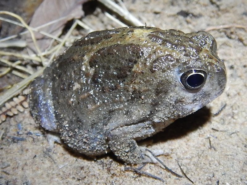 Northern Spadefoot Toad