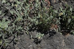 Physalis chenopodifolia