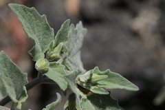 Physalis chenopodifolia