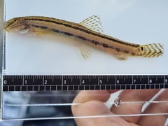 Western Spine Loach photo 3