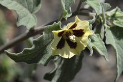 Physalis chenopodifolia
