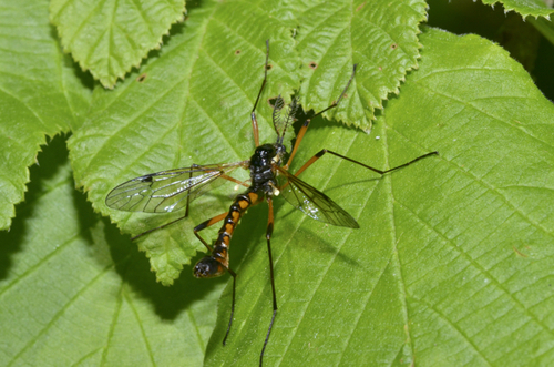 Giant Sabre Comb Horn Cranefly, photo 3 of 10