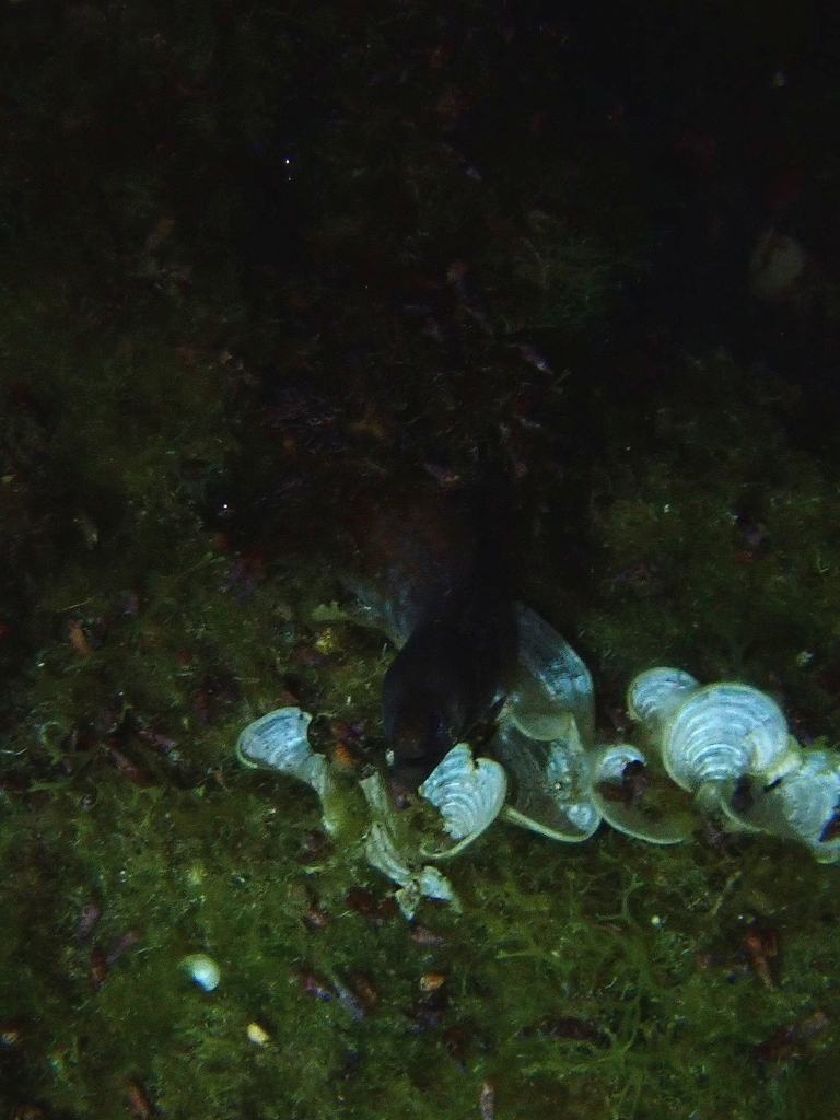 Canary Moray