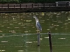 Nycticorax nycticorax