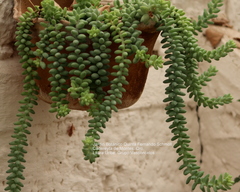 Sedum burrito