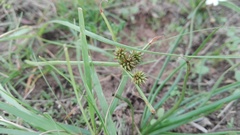 Cyperus uitenhagensis