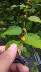 Triumfetta rhomboidea