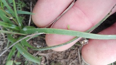 Trachyandra asperata