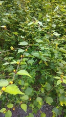 Triumfetta rhomboidea