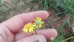 Euryops algoensis