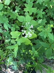 Valeriana pauciflora