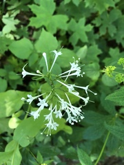 Valeriana pauciflora