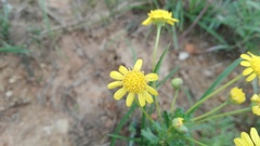 Euryops algoensis