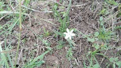 Trachyandra asperata