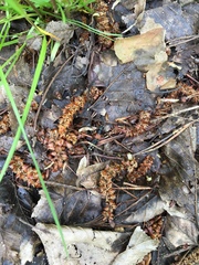 Staphylinus erythropterus