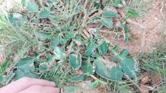 Haplocarpha lyrata