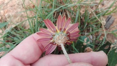 Haplocarpha lyrata