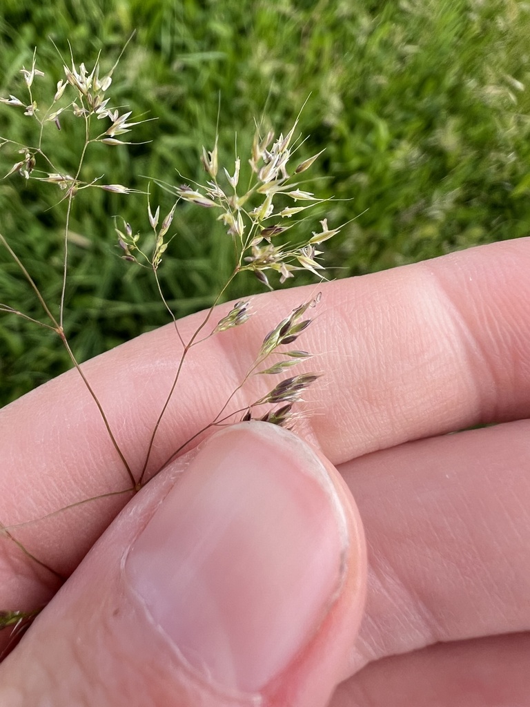 Agrostis pourretii