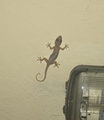 Hemidactylus mabouia