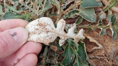 Haplocarpha lyrata