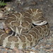 Western Rattlesnake - Photo (c) Yinan Li, some rights reserved (CC BY-NC), uploaded by Yinan Li