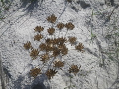 Annesorhiza macrocarpa