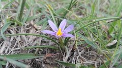 Syringodea flanaganii