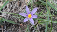 Syringodea flanaganii